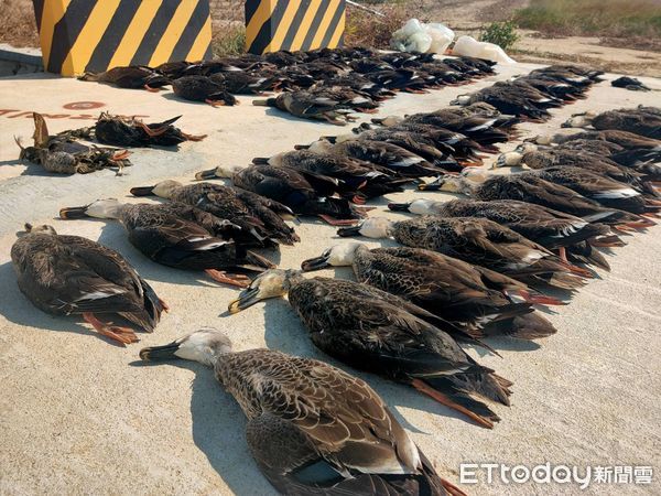 ▲▼金門大量鳥類遭毒死。（圖／記者林名揚翻攝）