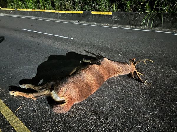 ▲▼駕車返家遇上橫禍，兇手竟是巨型水鹿。（圖／記者賴文萱翻攝）