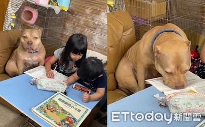 惡霸犬盯孩寫作業「5分鐘度估3次」　前後搖晃累到癱桌：當狗好難