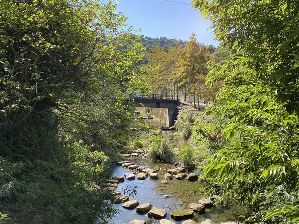 ▲北市南港四分溪畔「麗山農民廣場」的落羽松。（圖／大地工程處提供）