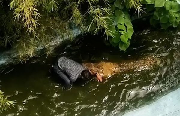 ▲▼菲律賓68歲男子齊帕達（Nehemias Chipada）把鱷魚當塑膠，以為真實的巨鱷只是擬真模型，結果瞬間被咬，手臂爆血。（圖／翻攝自ABS-CBN）