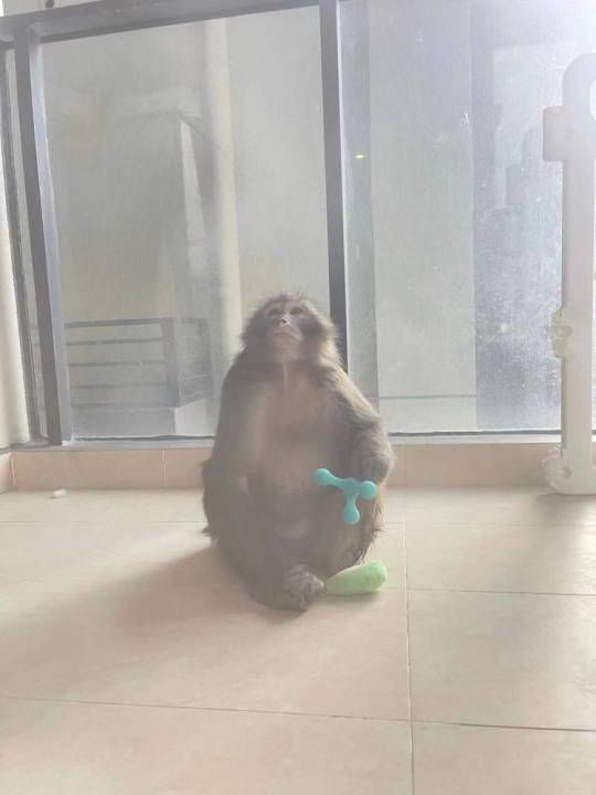 ▲▼女主播家在30樓遭猴子洗劫。（圖／翻攝自北京頭條）