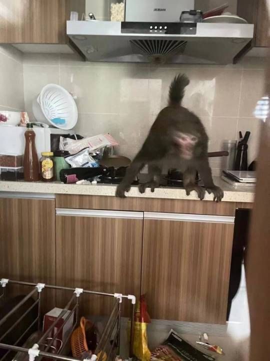 ▲▼女主播家在30樓遭猴子洗劫。（圖／翻攝自北京頭條）