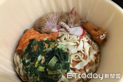 掀開泡麵發現「小塊貓肉」靠碗邊睡香甜 媽笑:今晚我想來點