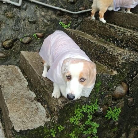 ▲突然下雨2柯基被包成「雙倍糯米腸」　腰間肥肉全露餡同步眼神死。（圖／有點毛毛的／網友孫秀瑛提供）