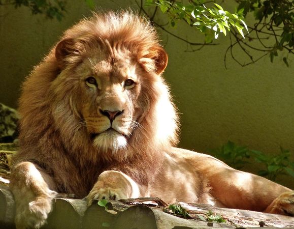 ▲獅子。（圖／取自免費圖庫Pixabay）