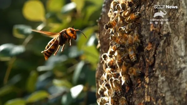 ▲▼亞洲大虎頭蜂侵美國　6萬蜜蜂慘遭集體斬首「撕成碎片」.。（圖／動物星球頻道提供）