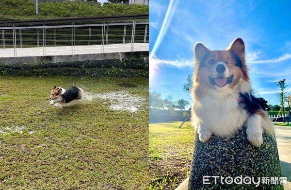 ▲法鬥跑一跑故意學柯基「肚貼地爬行」　媽見霸凌現場崩潰：好過分。（圖／Instagram＠rudykao0310）