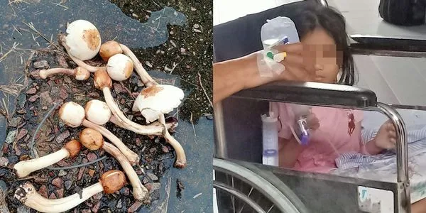▲▼馬來西亞一家9口因為誤食毒蘑菇而集體中毒。（圖／翻攝自Facebook／Nurul）