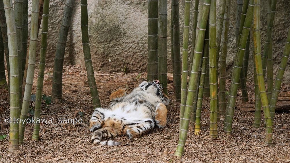 ▲▼爽躺看竹子的老虎。（圖／翻攝自推特／@toyokawa_sanpo）