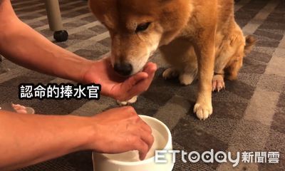 後腳腫起來好痛！爸爸「手餵傲嬌柴」喝水　御姊愛笑：有加味嗎