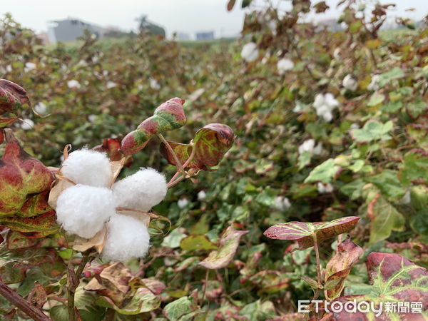 ▲記者會現場由雲林毛巾業者代表高舉「台灣景觀巨幅毛巾壁畫」在廣闊的耕地上相當壯麗。（圖／記者蔡佩旻攝）