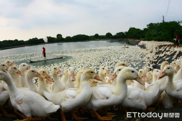 ▲禽畜肉鴨受飼料漲價、小鴨孵化率低等因素影響，價格近4個月漲約2.5成，目前產地價每台斤價格逾50元。（圖／記者蔡佩旻攝）