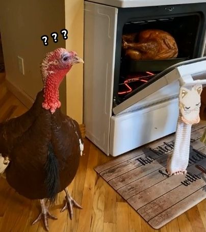 ▲▼美國女子讓寵物火雞目睹同伴成感恩節大餐。（圖／翻攝自tiktok／@our10acres）
