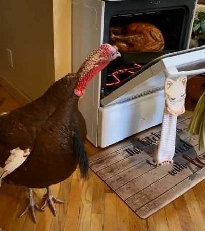 ▲▼美國女子讓寵物火雞目睹同伴成感恩節大餐。（圖／翻攝自tiktok／@our10acres）