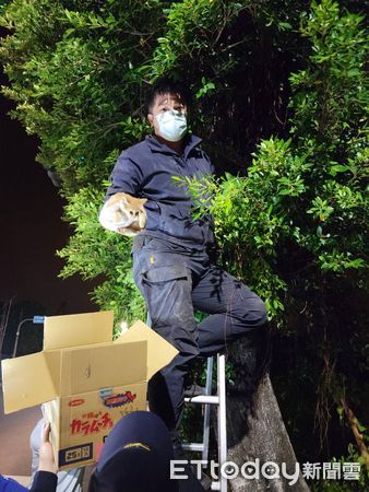 ▲台南市警麻豆分局教官陳韋丞，架梯爬上10米高的樹上，摸黑成功搶救幼貓=力獲民眾好評讚揚。（圖／記者林悅翻攝，下同）