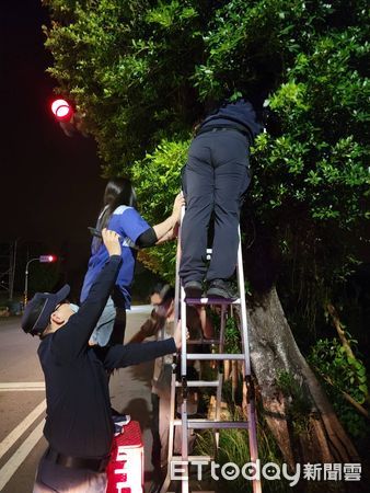 ▲台南市警麻豆分局教官陳韋丞，架梯爬上10米高的樹上，摸黑成功搶救幼貓=力獲民眾好評讚揚。（圖／記者林悅翻攝，下同）