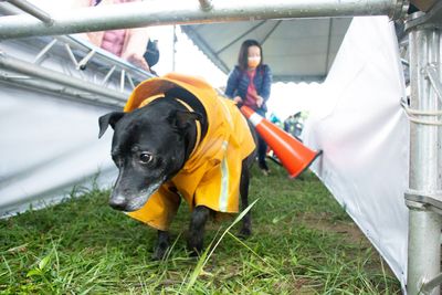 北市第11座狗公園27日啟用　幫毛孩繫牽繩「搭這班公車」就可直達