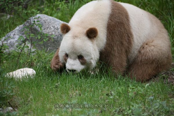 ▲▼佛坪保護區內罕見的棕色大貓熊。（圖／翻攝自陝西佛坪國家級自然保護區官網）