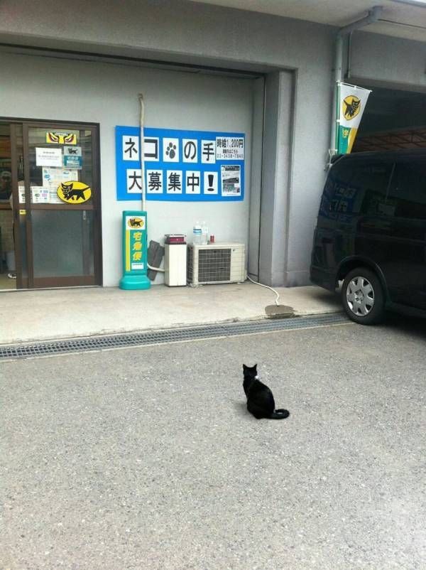 ▲▼黑貓前來應徵黑貓宅急便。（圖／翻攝自Twitter／@Sayonarachan123）