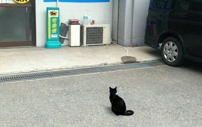 黑貓宅急便「站一隻黑貓」疑似應徵？網：是老闆來巡視好嗎！