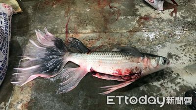 捕獲「燕尾烏魚」超罕見！雲林漁民現身曝「後續處理」