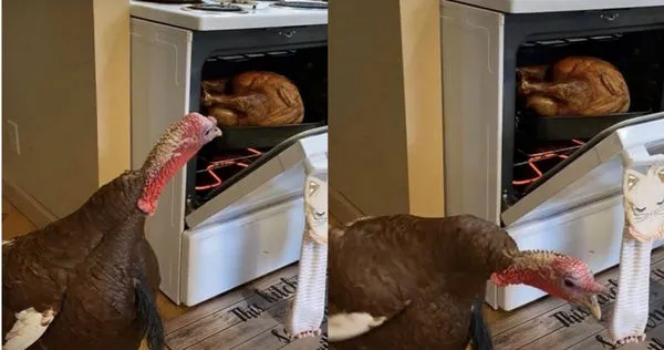 寵物火雞目睹「同伴成感恩節大餐」　主人拍下PO網慘挨轟：太殘忍