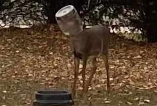 ▲▼小母鹿頭戴塑膠桶子。（圖／翻攝自Facebook／Pawnee Prairie Horse & Nature Park）