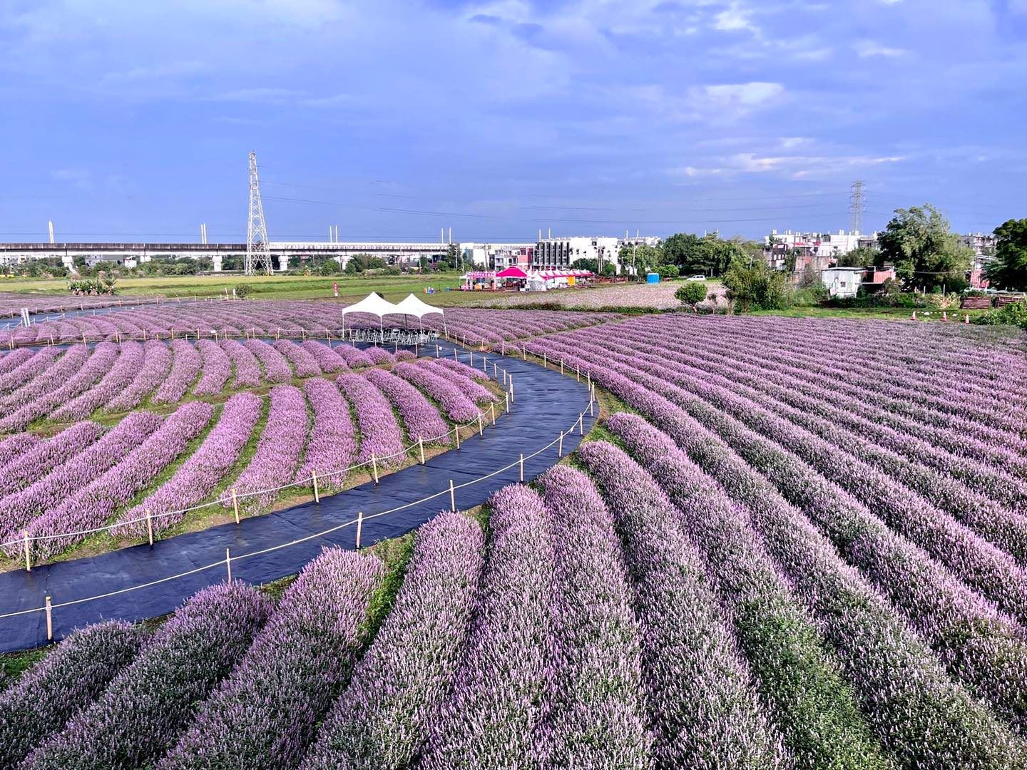 紫爆仙境 來了 桃園5公頃仙草花終於滿開關西也有紫色秘境 Ettoday旅遊雲 Ettoday新聞雲 紫爆仙境 來了 桃園5公頃仙草花終於滿開關西也有紫色秘境 Ettoday旅遊雲 Ettoday新聞雲