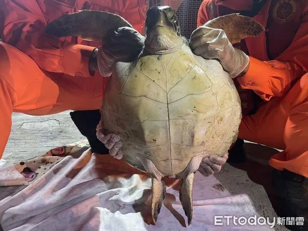 ▲海巡署南部分署第11岸巡隊曾文溪安檢所安檢人員，28日晚上執行船舶安全檢查時，接獲漁民通報誤捕獲綠蠵龜1隻，安檢所人員立即通報屏東國立海洋生物博物館協處轉送治療。（圖／記者林悅翻攝，下同）