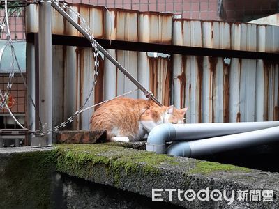 鐵絲卡住胸背帶「橘貓胸前被切」傷口超大片　收容所治療找到幸福