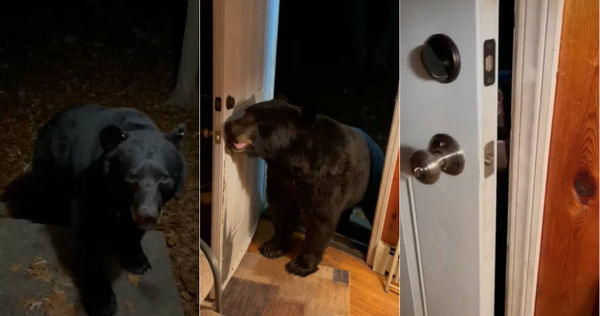 美國女子被野生黑熊深夜造訪，而黑熊在女子的請求下，竟然乖乖幫忙關上門離去。（圖／翻攝自YouTube）
