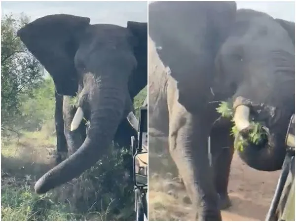 ▲▼遊客到野生動物保護區觀光，慘遇一頭發情中的公象暴衝撞爛遊園車。（圖／翻攝自推特／@itsgoingviral）