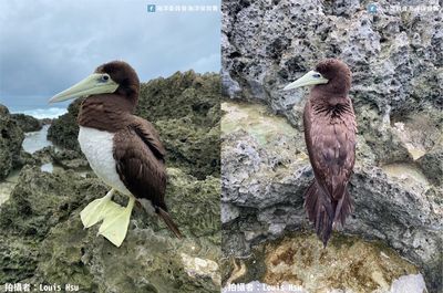 白腹鰹鳥現身鵝鑾鼻成遺體　腳環驚曝「飛越2627公里」日本來的