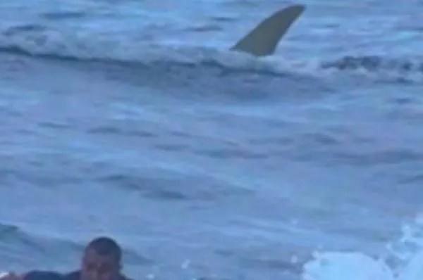 被3公尺巨鯊近距離追殺　衝浪男拚命往岸邊游恐怖畫面曝光！（圖／翻攝自Instagram）