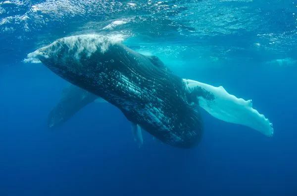 ▲牙買加海域出現白色抹香鯨。（示意圖／取自免費圖庫pexels）
