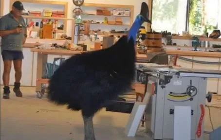 ▲▼巨鳥闖進澳洲木匠工作室，瞭解過後竟是「世界上最危險鳥類」鶴鴕。（圖／翻攝自Youtube／세상만사）
