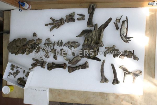 ▲在智利最南端巴塔哥尼亞的麥哲倫省，發現了大部分完整的化石骨架。（圖／路透社）