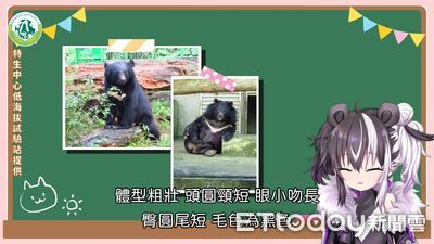 瀕絕動物轉世虛擬女團！　Vtuber歐貝爾「台灣黑熊視角」傳遞保育