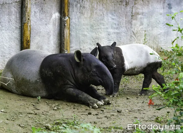 ▲▼ 三過家門卻沒看到本尊！奇怪？「貘花豆」怎麼不見了！？。（圖／台北市立動物園提供，下同）