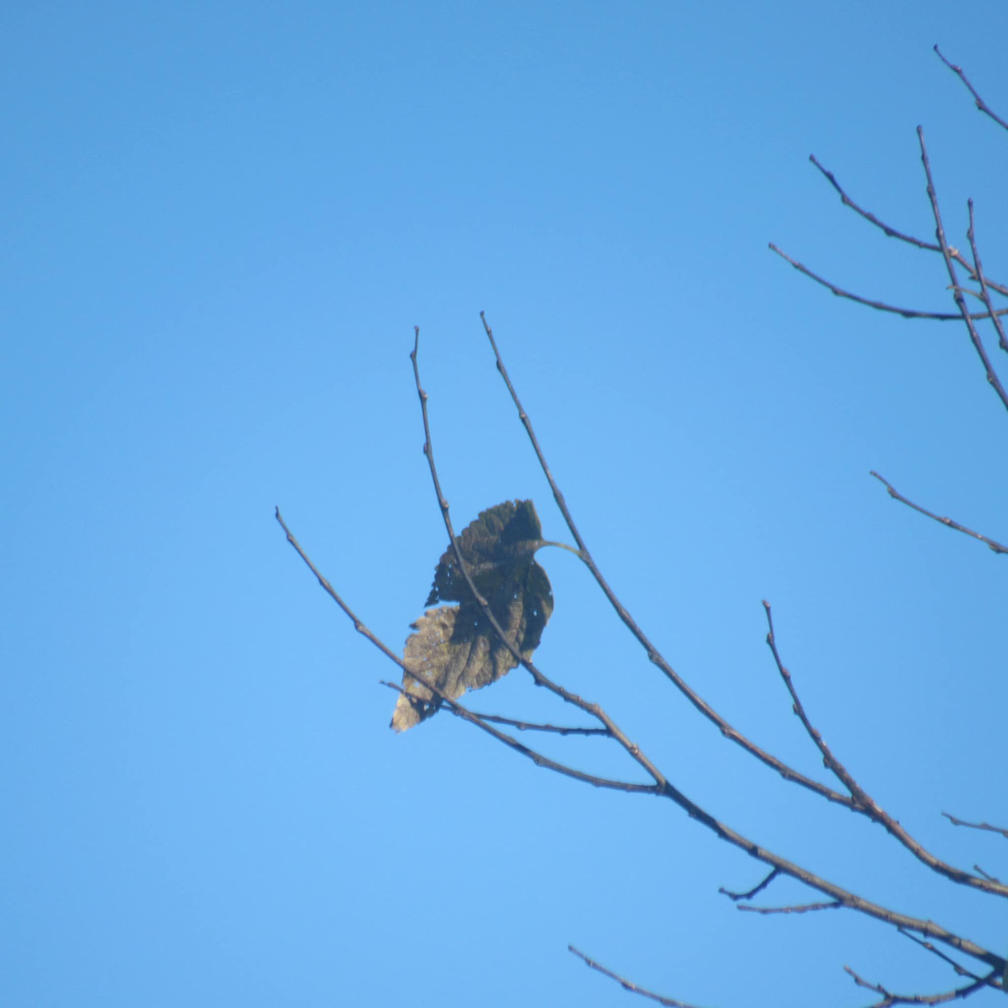 ▲▼誤將葉子看成鳥。（圖／翻攝自Facebook／Crap Bird Photography）