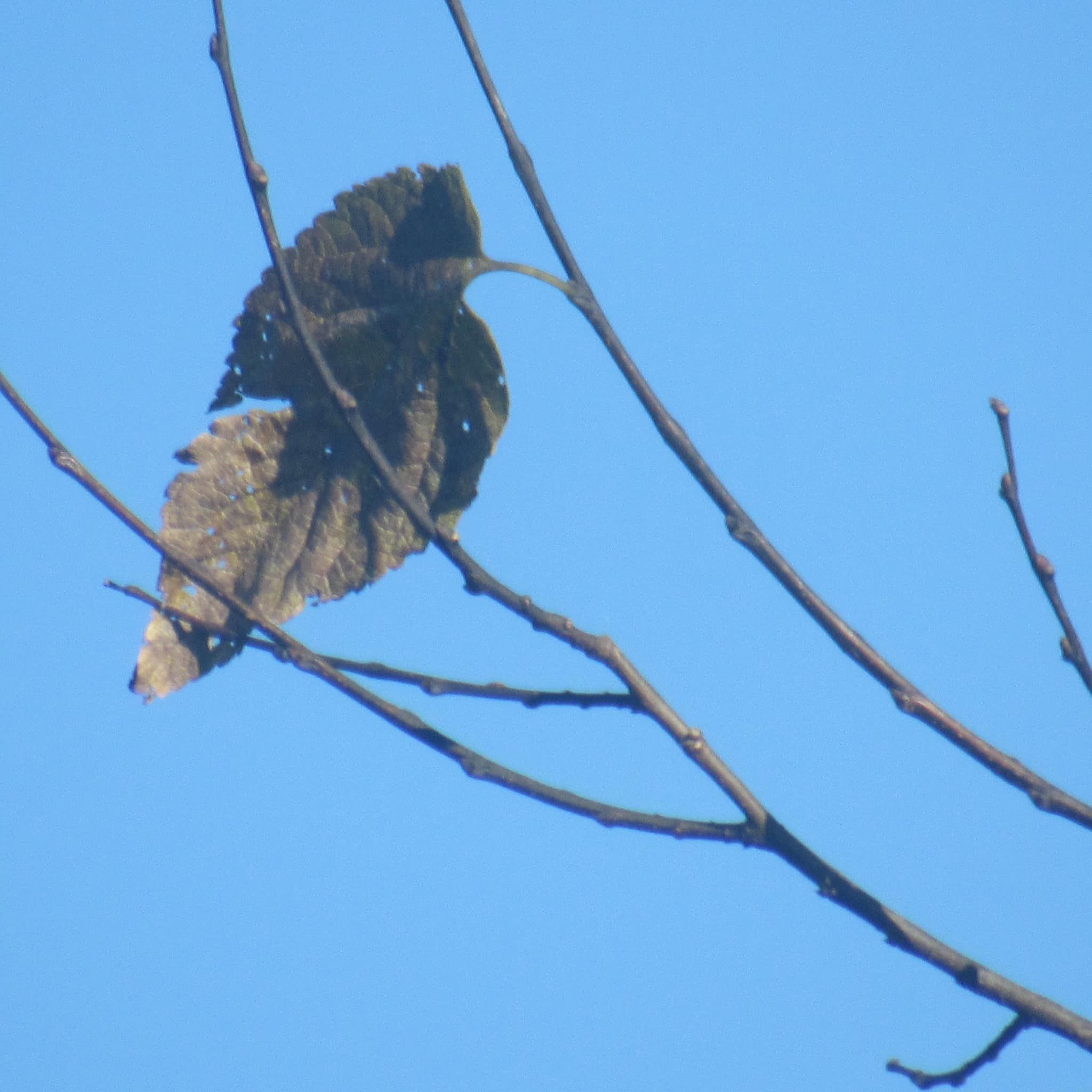 ▲▼誤將葉子看成鳥。（圖／翻攝自Facebook／Crap Bird Photography）