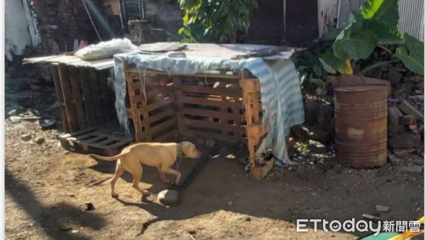 ▲比特犬咬死傷幼童送醫不治              。（圖／記者陳崑福翻攝，以下同）