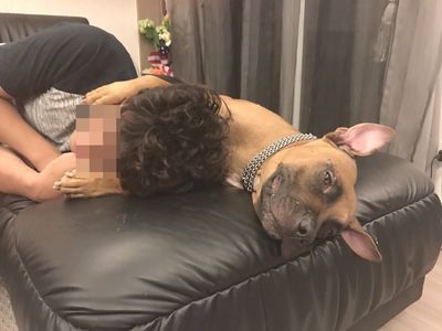 「我家比特犬連貓都怕！」狗狗殘暴非天生！他點出問題：在人身上