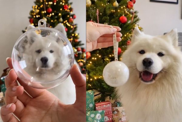 ▲▼她用犬做「聖誕雪球」網讚：有創意。（圖／翻攝自TikTok@mayapolarbear）