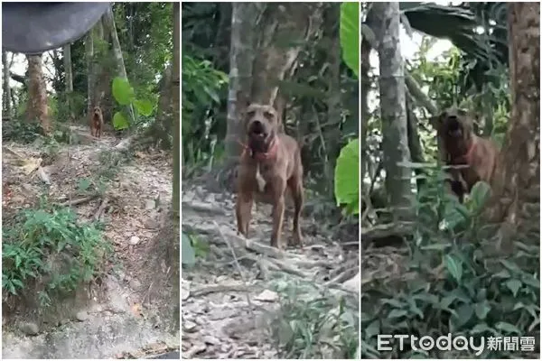 ▲▼嘉義比特犬流竄，嘉義縣家畜防治所緊急派員抓捕。（圖／記者翁伊森翻攝，下同）