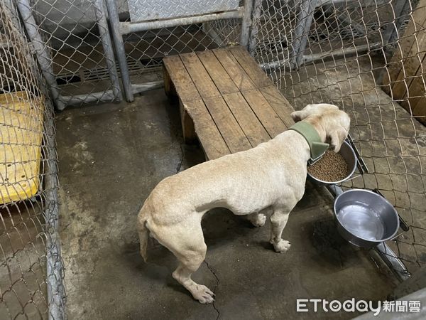 ▲比特犬現況曝光。（圖／記者陳崑福翻攝）