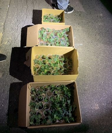 ▲龍潭警分局破獲販賣及栽植大麻毒品案。（圖／龍潭警分局提供）