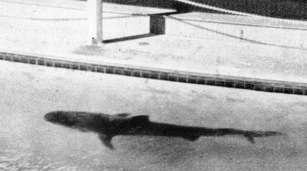 ▲▼澳洲雪梨1935年庫吉水族館（Coogee Aquarium）虎鯊吐出人類斷臂。（圖／翻攝推特@ODFMpodcast）