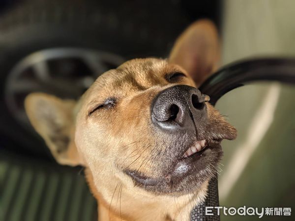 ▲米克斯犬吹毛衝花園「挖土躲藏」　姐1條毛巾讓牠微笑坐挺挺。（圖／Ig帳號「@hapy.harugirl」提供）